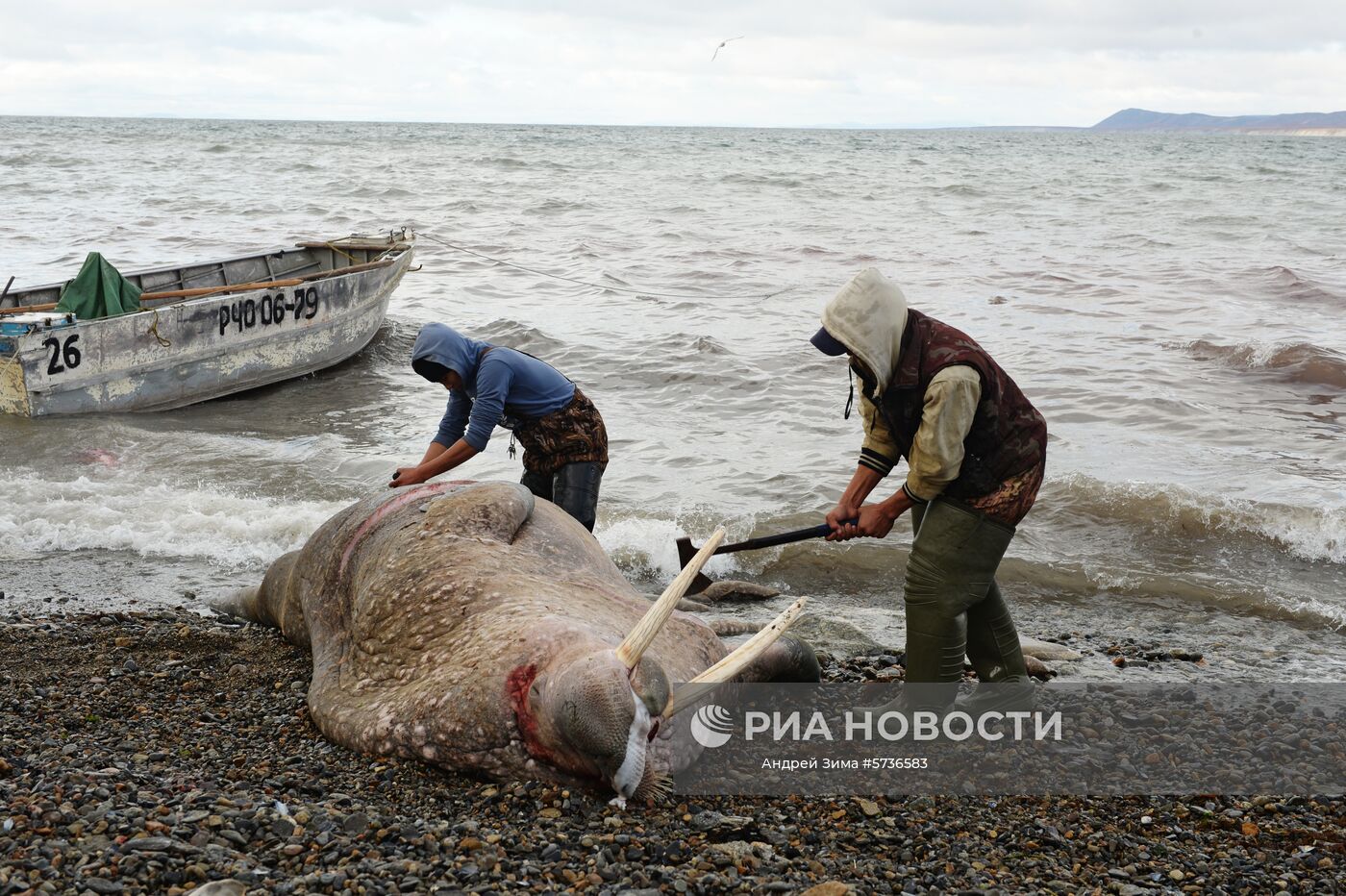 Мужчины разделывают тушу моржа на побережье Берингова моря. Место: Россия, Чукотский автономный округ. Автор: Андрей Зима/РИА Новости. Охота на моржей на Чукотке