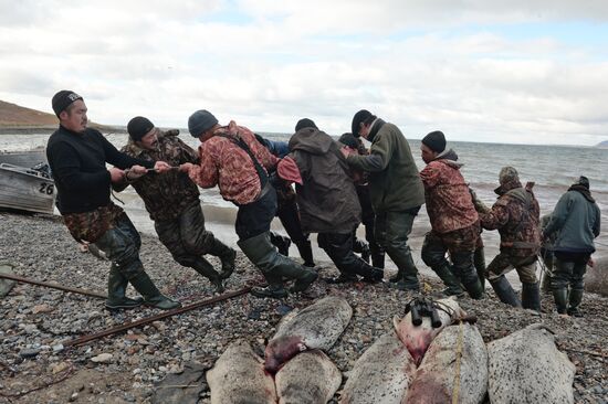  Охота на моржей на Чукотке