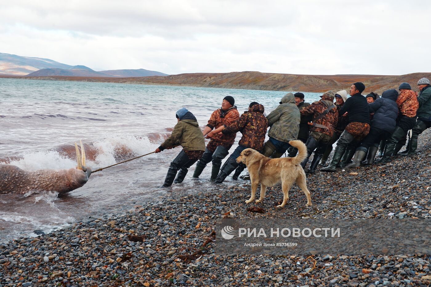 Мужчины вытаскивают тушу моржа на берег в районе поселка Аккани. Место: Россия, Чукотский автономный округ. Автор: Андрей Зима/РИА Новости. Охота на моржей на Чукотке