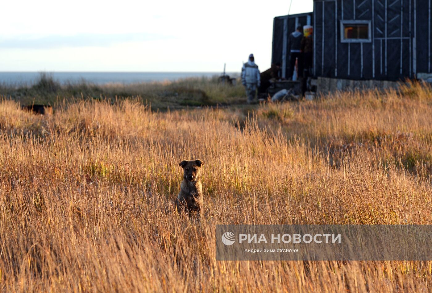 Щенок на побережье Берингова моря. Место: Россия, Чукотский автономный округ. Автор: Андрей Зима/РИА Новости. Охота на моржей на Чукотке