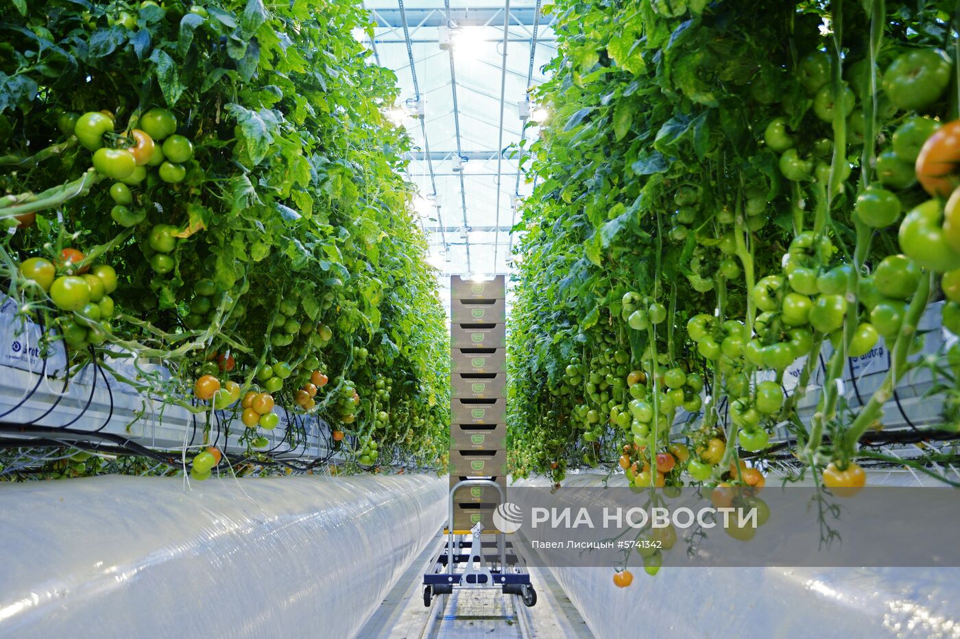 Открытие второй очереди тепличного комбината «УГМК-Агро»