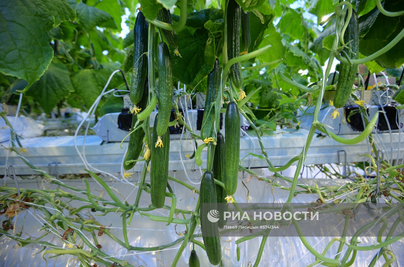 Открытие второй очереди тепличного комбината «УГМК-Агро»