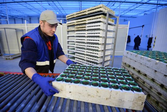 Открытие второй очереди тепличного комбината «УГМК-Агро»