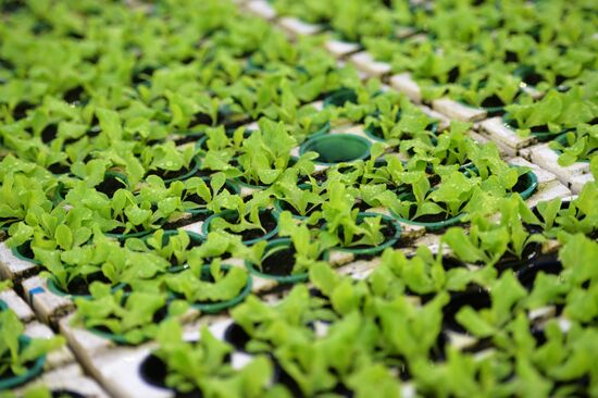 Открытие второй очереди тепличного комбината "УГМК-Агро"