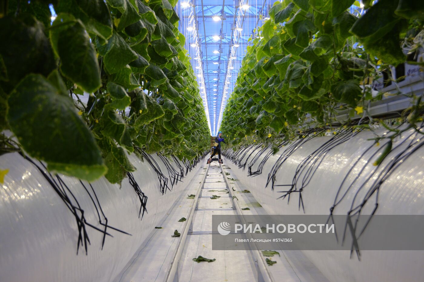 Открытие второй очереди тепличного комбината "УГМК-Агро"