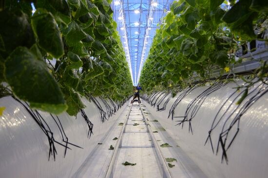 Открытие второй очереди тепличного комбината "УГМК-Агро"