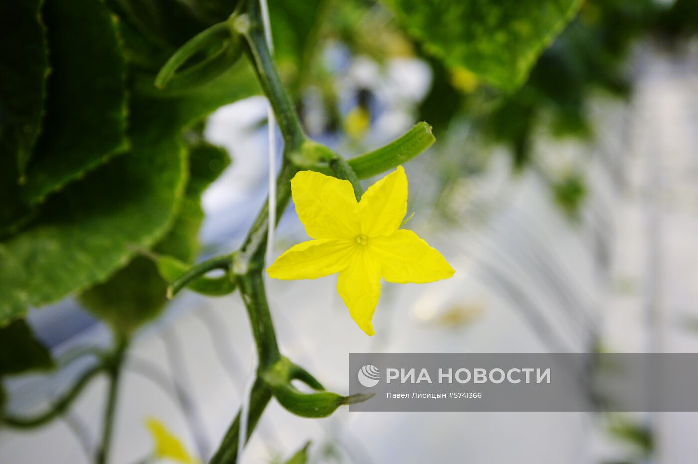 Открытие второй очереди тепличного комбината «УГМК-Агро»