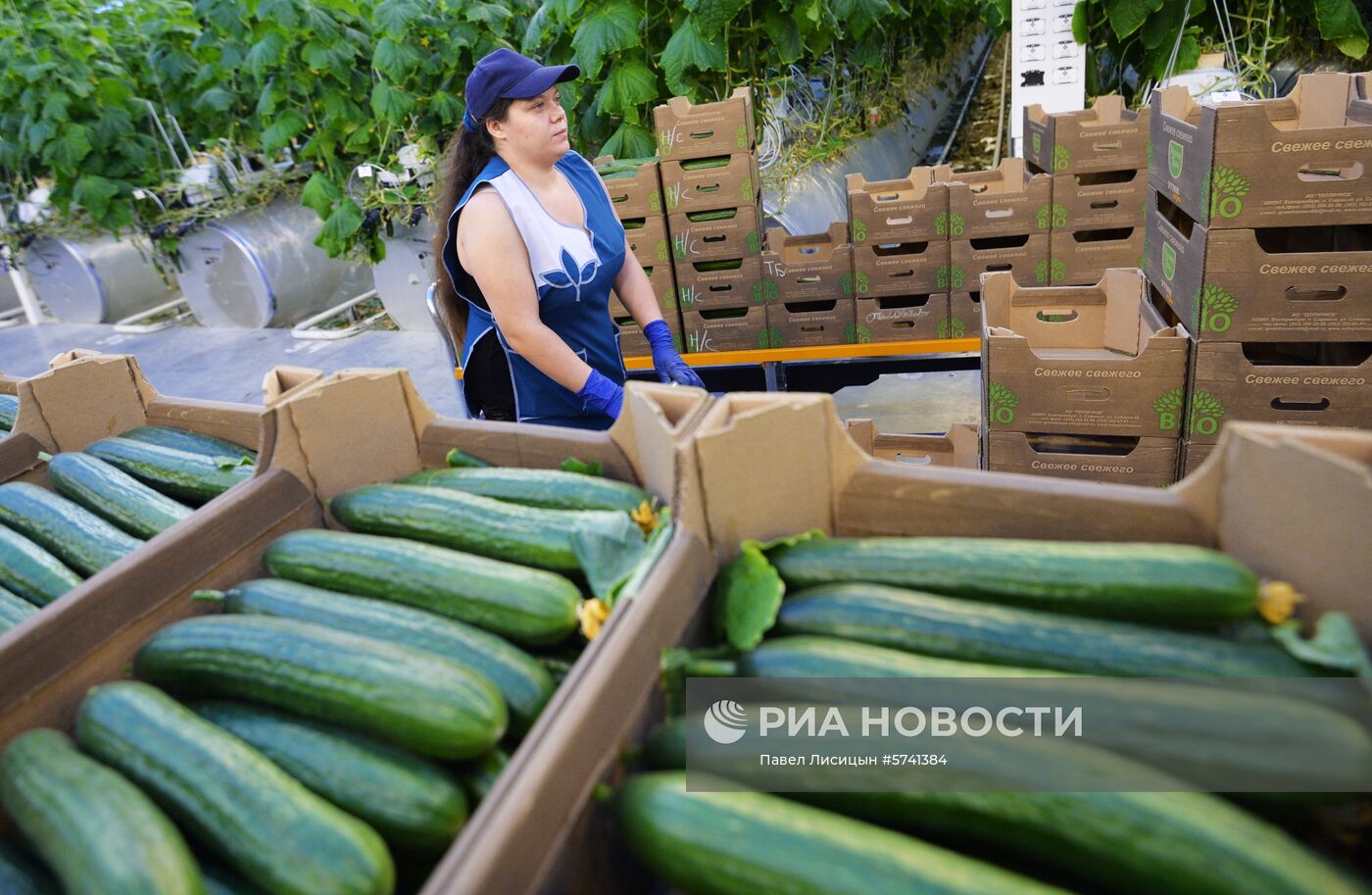 Открытие второй очереди тепличного комбината «УГМК-Агро»
