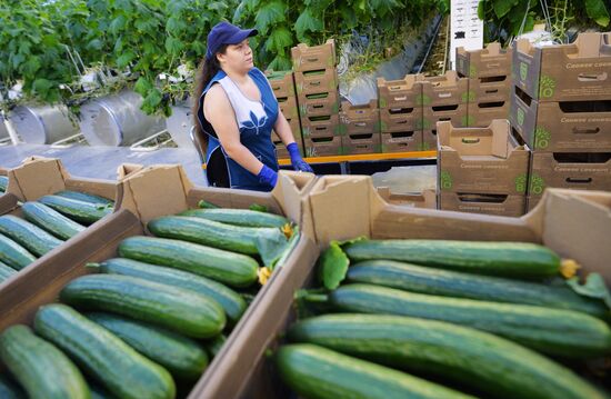 Открытие второй очереди тепличного комбината «УГМК-Агро»