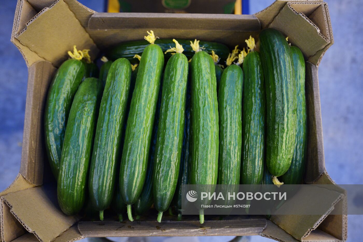 Открытие второй очереди тепличного комбината "УГМК-Агро"