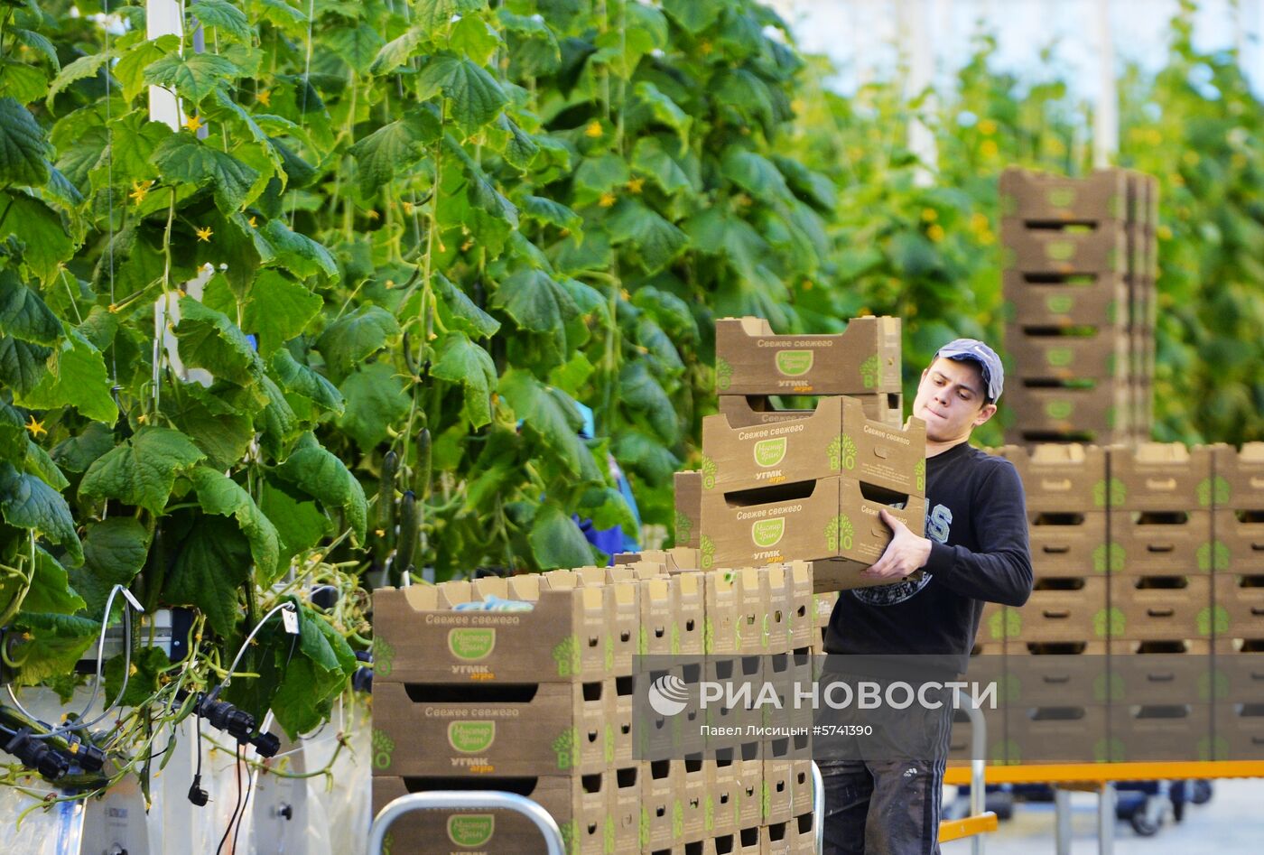 Открытие второй очереди тепличного комбината «УГМК-Агро»