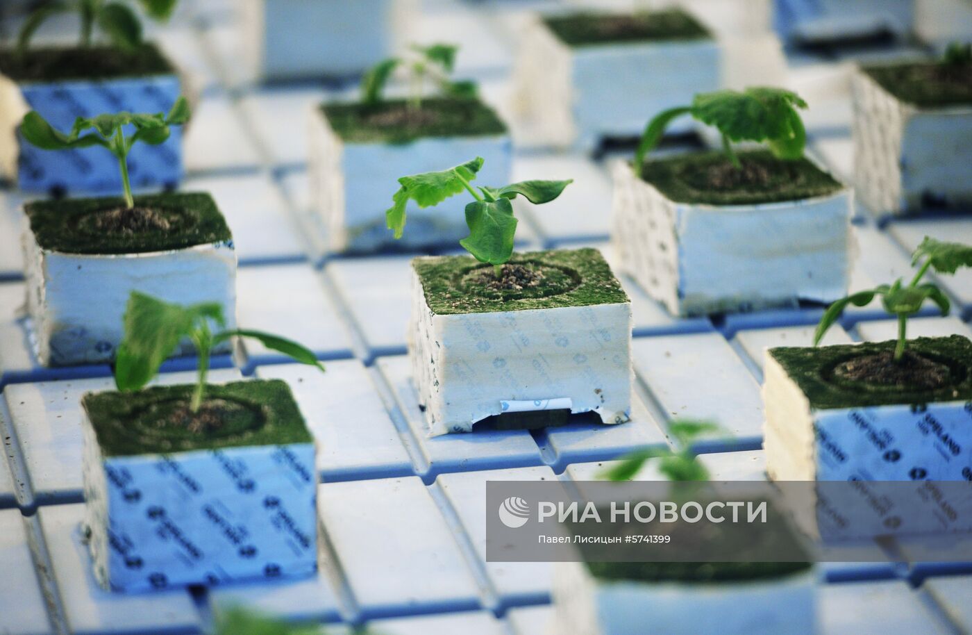 Открытие второй очереди тепличного комбината «УГМК-Агро»