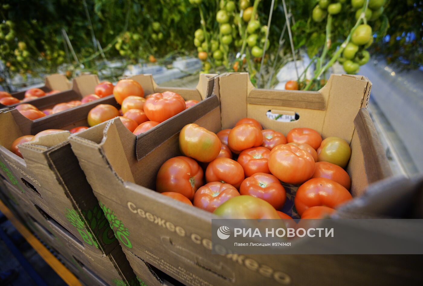 Открытие второй очереди тепличного комбината «УГМК-Агро»