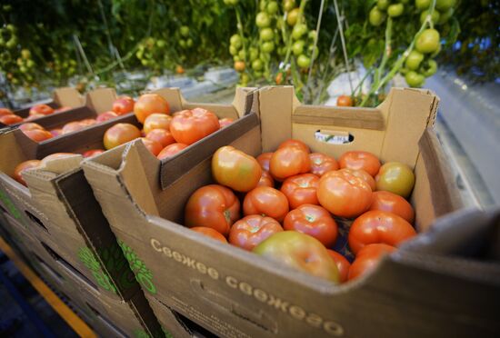 Открытие второй очереди тепличного комбината «УГМК-Агро»