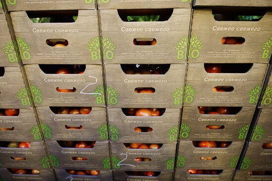 Открытие второй очереди тепличного комбината «УГМК-Агро»