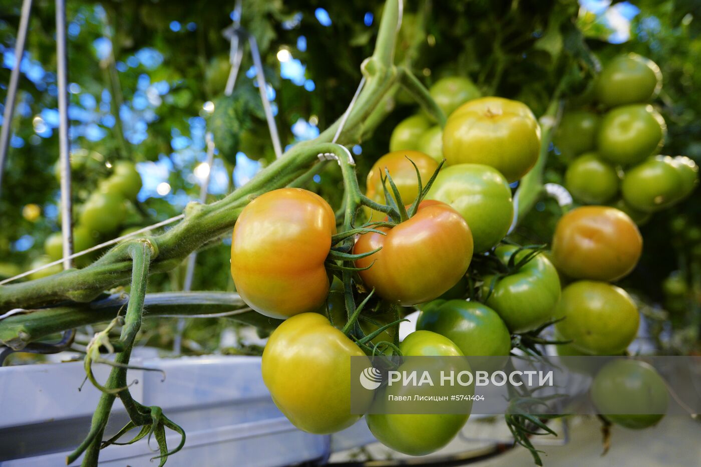 Открытие второй очереди тепличного комбината "УГМК-Агро"