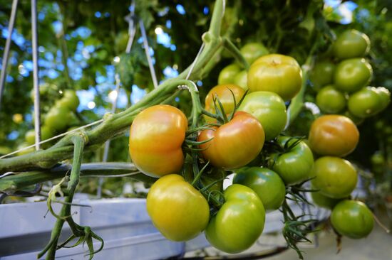 Открытие второй очереди тепличного комбината "УГМК-Агро"