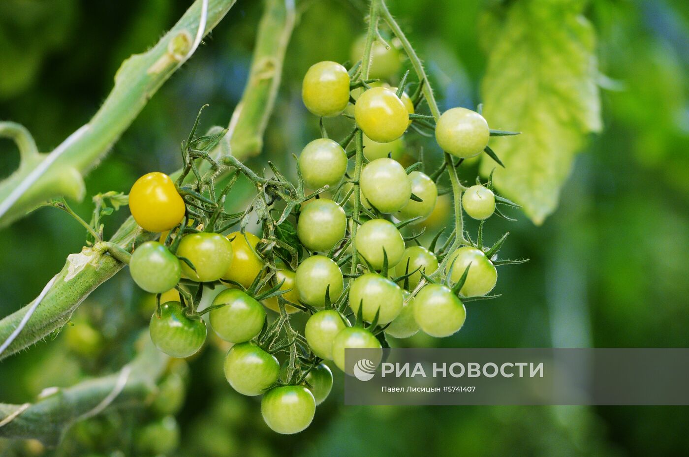 Открытие второй очереди тепличного комбината "УГМК-Агро"