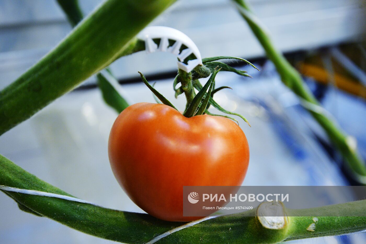 Открытие второй очереди тепличного комбината "УГМК-Агро"