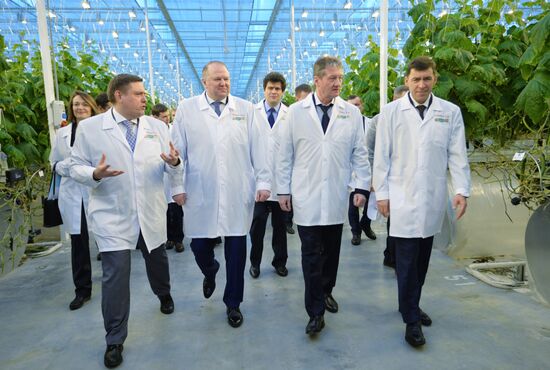 Открытие второй очереди тепличного комбината «УГМК-Агро»