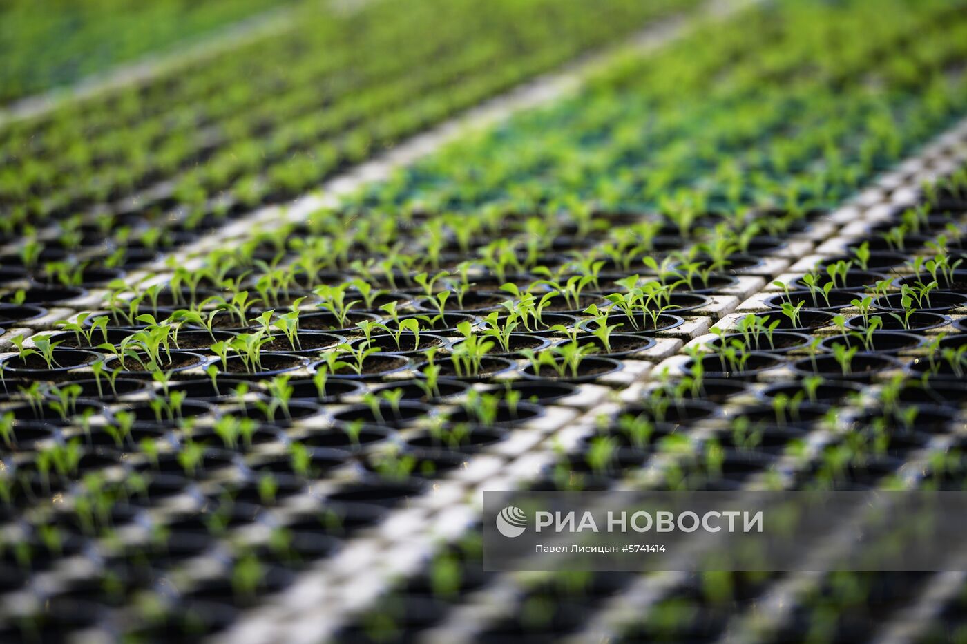 Открытие второй очереди тепличного комбината «УГМК-Агро»