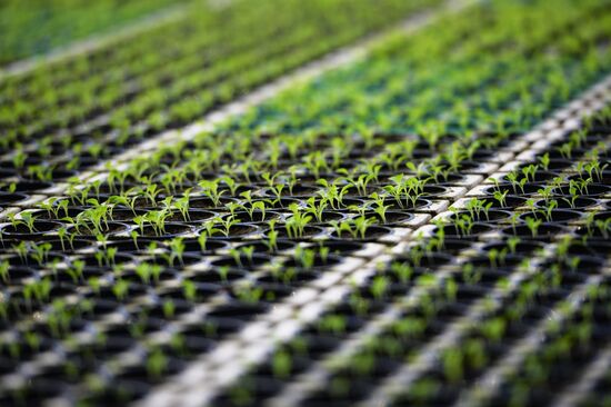 Открытие второй очереди тепличного комбината «УГМК-Агро»