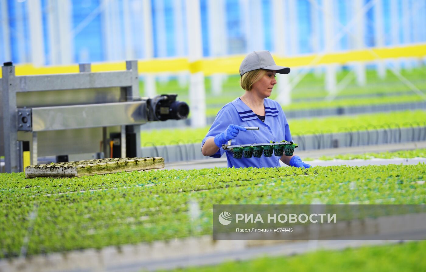 Открытие второй очереди тепличного комбината «УГМК-Агро»