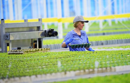 Открытие второй очереди тепличного комбината «УГМК-Агро»