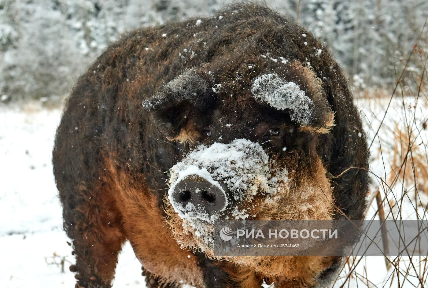 Ферма по разведению свиней в Ленинградской области