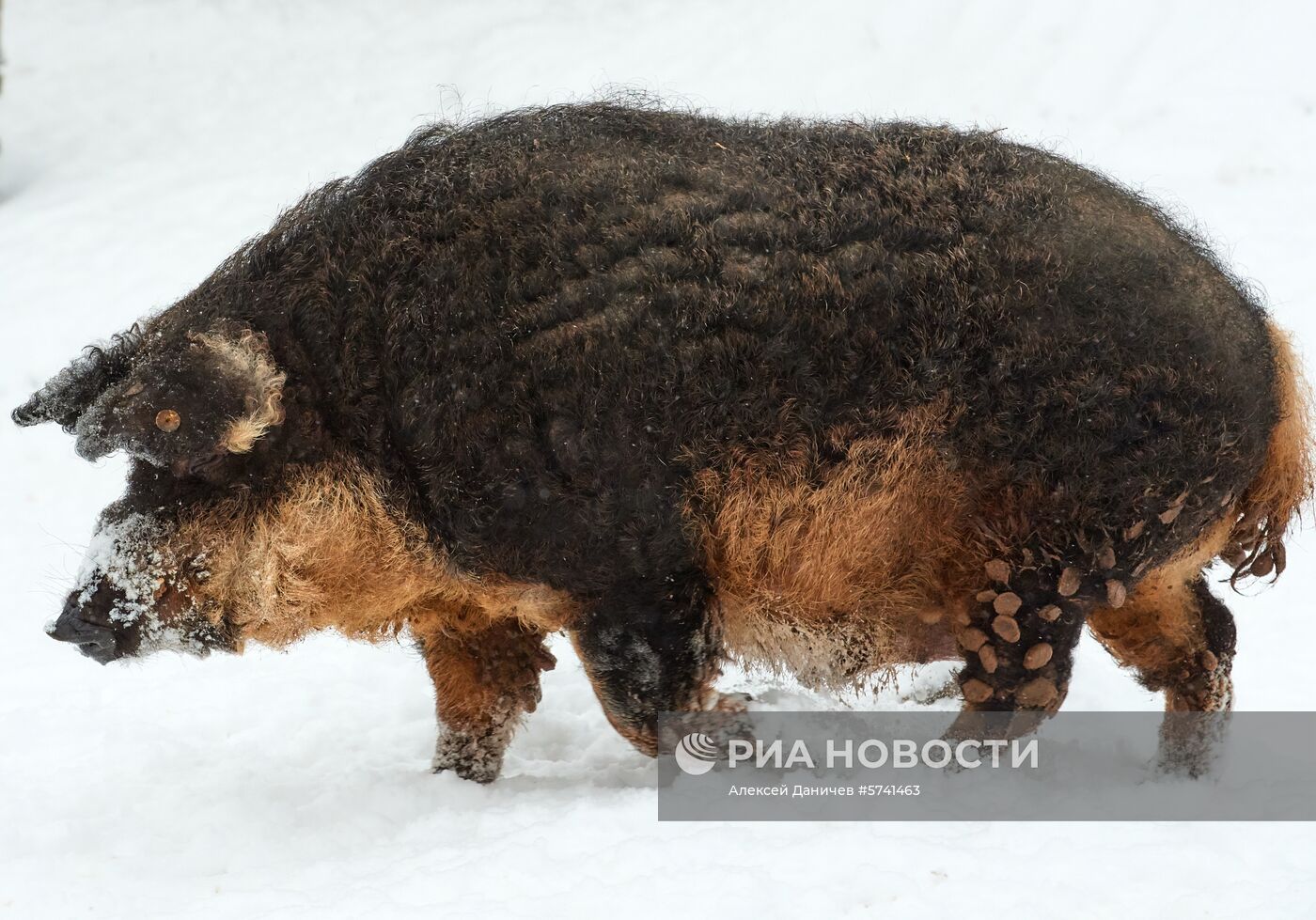 Ферма по разведению свиней в Ленинградской области | РИА Новости Медиабанк