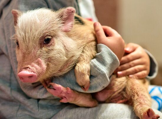 Ферма по разведению свиней в Ленинградской области