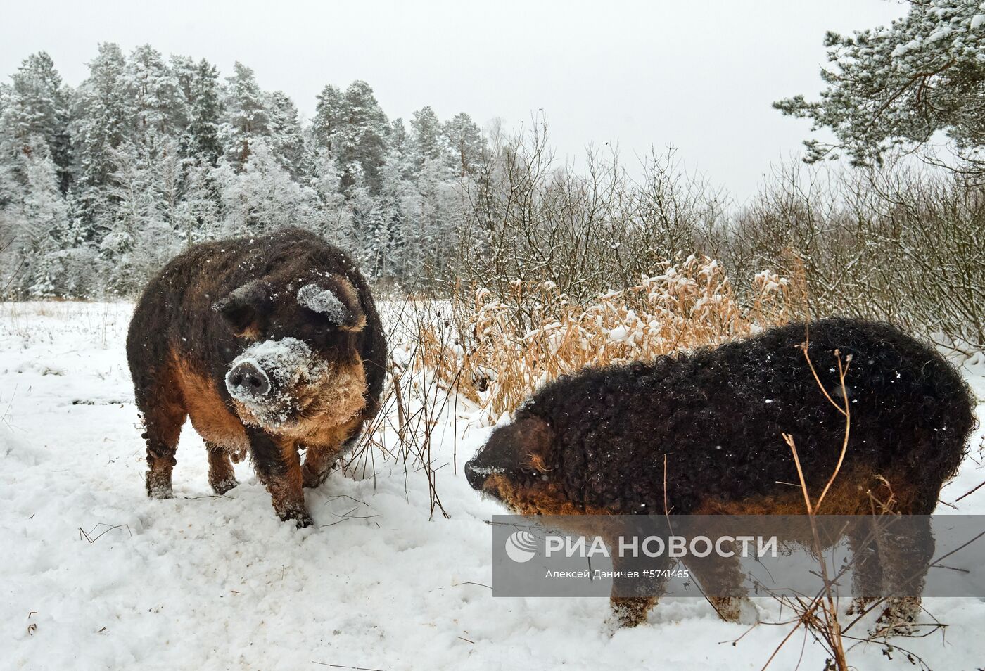 Ферма по разведению свиней в Ленинградской области