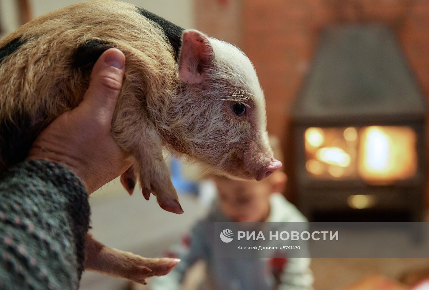 Ферма по разведению свиней в Ленинградской области