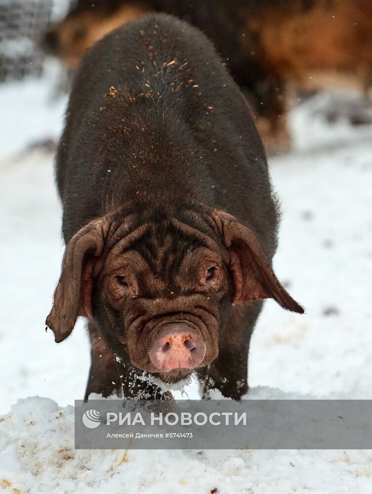 Ферма по разведению свиней в Ленинградской области