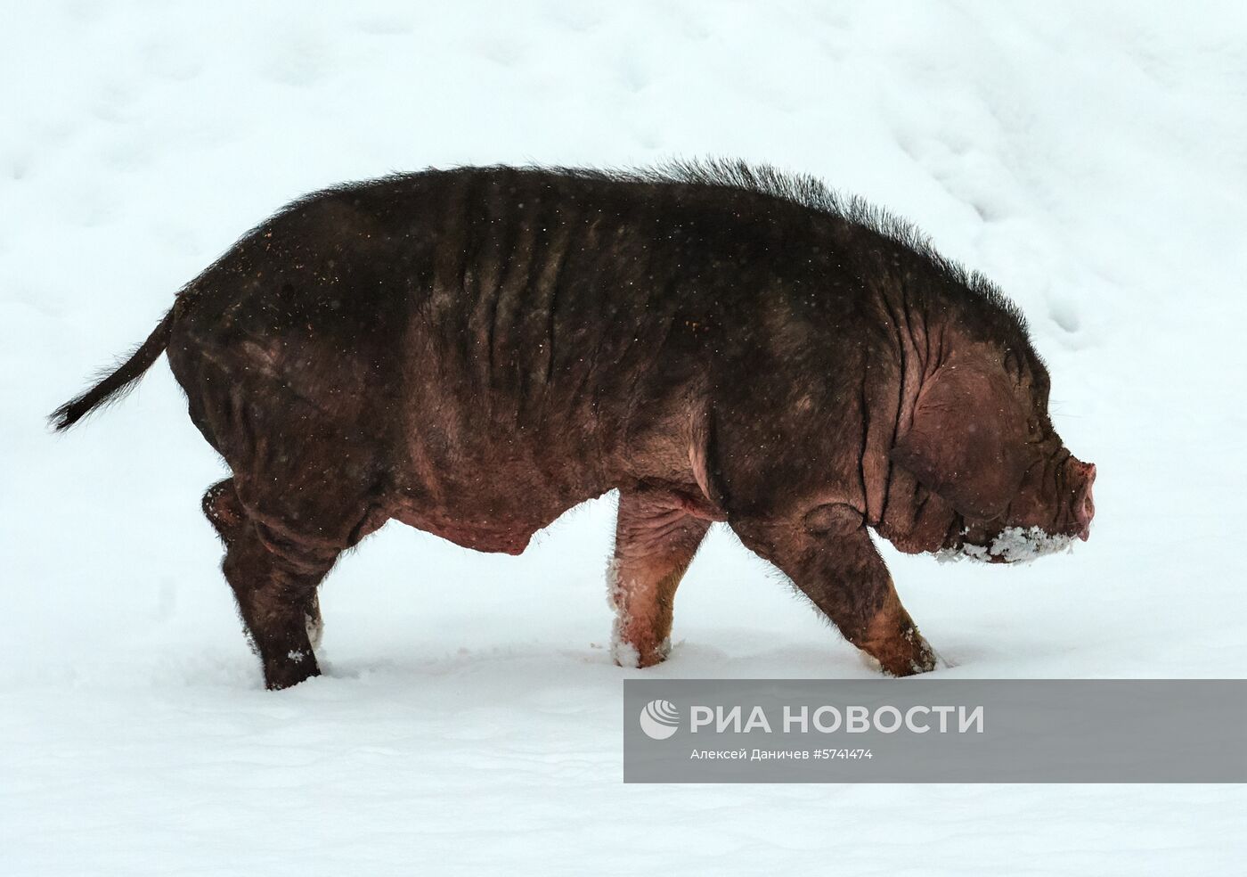 Ферма по разведению свиней в Ленинградской области