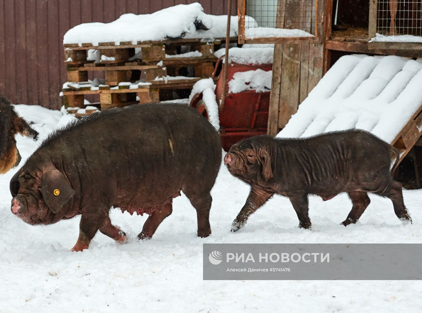 Ферма по разведению свиней в Ленинградской области