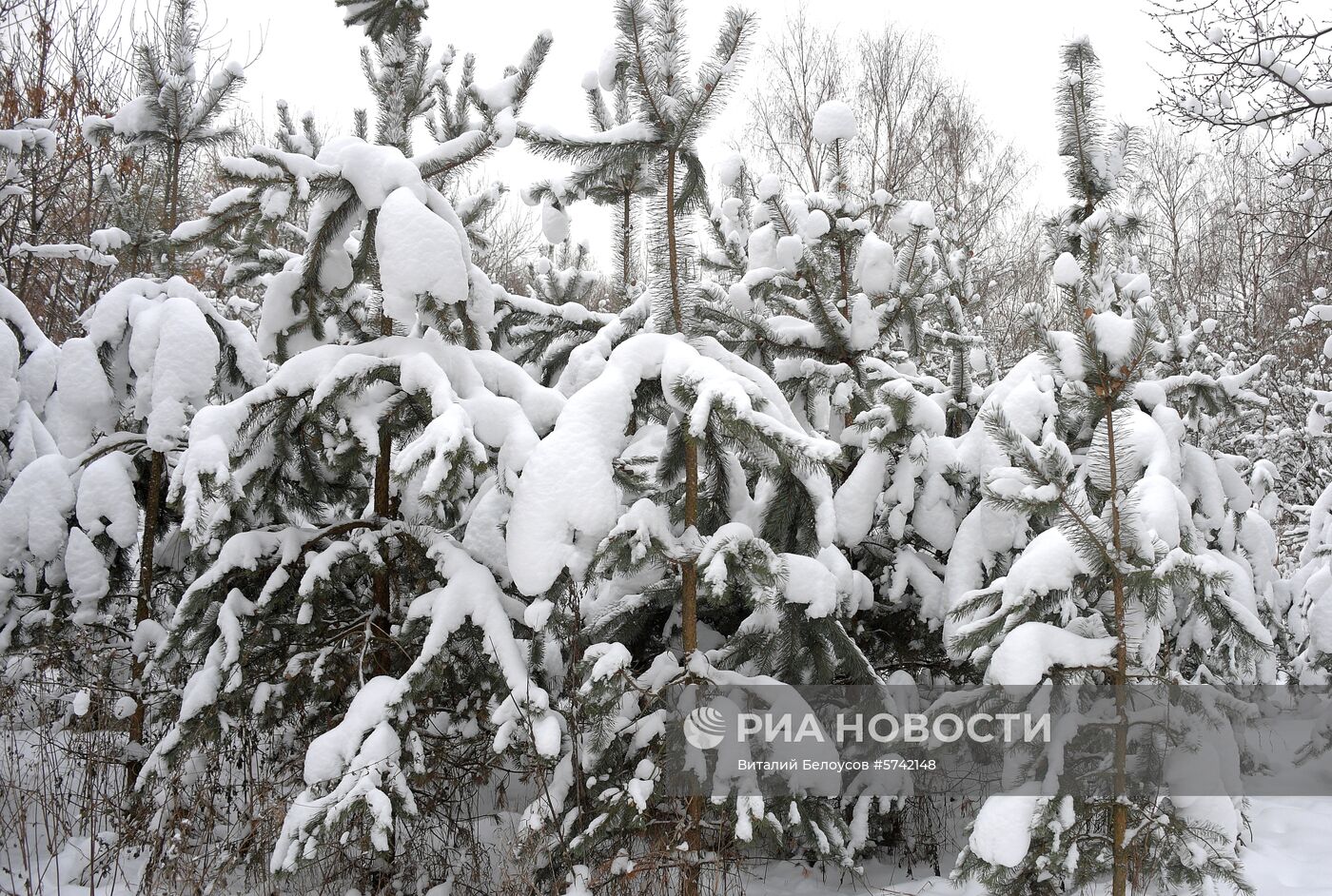 Рейд по незаконной вырубке елок в парке "Кузьминки"