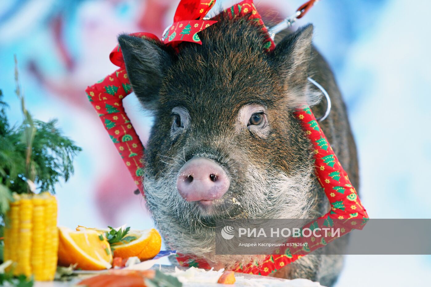 Празднование нового года в зоопарке "Лесная сказка" в Барнауле