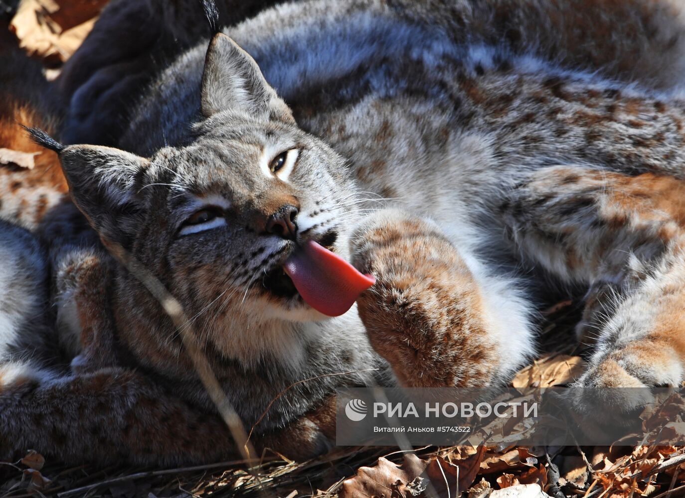 "Парк рысей" открылся в Приморском сафари-парке
