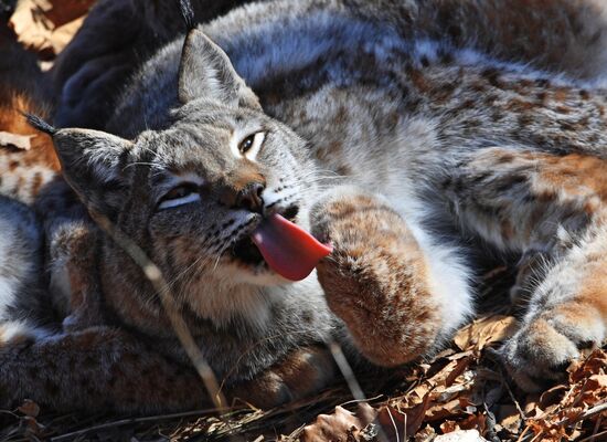 "Парк рысей" открылся в Приморском сафари-парке