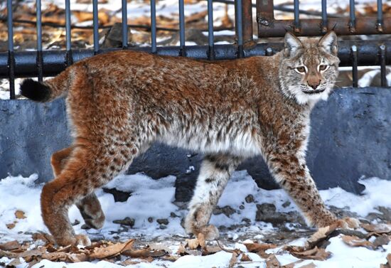 "Парк рысей" открылся в Приморском сафари-парке