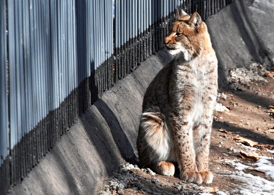 "Парк рысей" открылся в Приморском сафари-парке