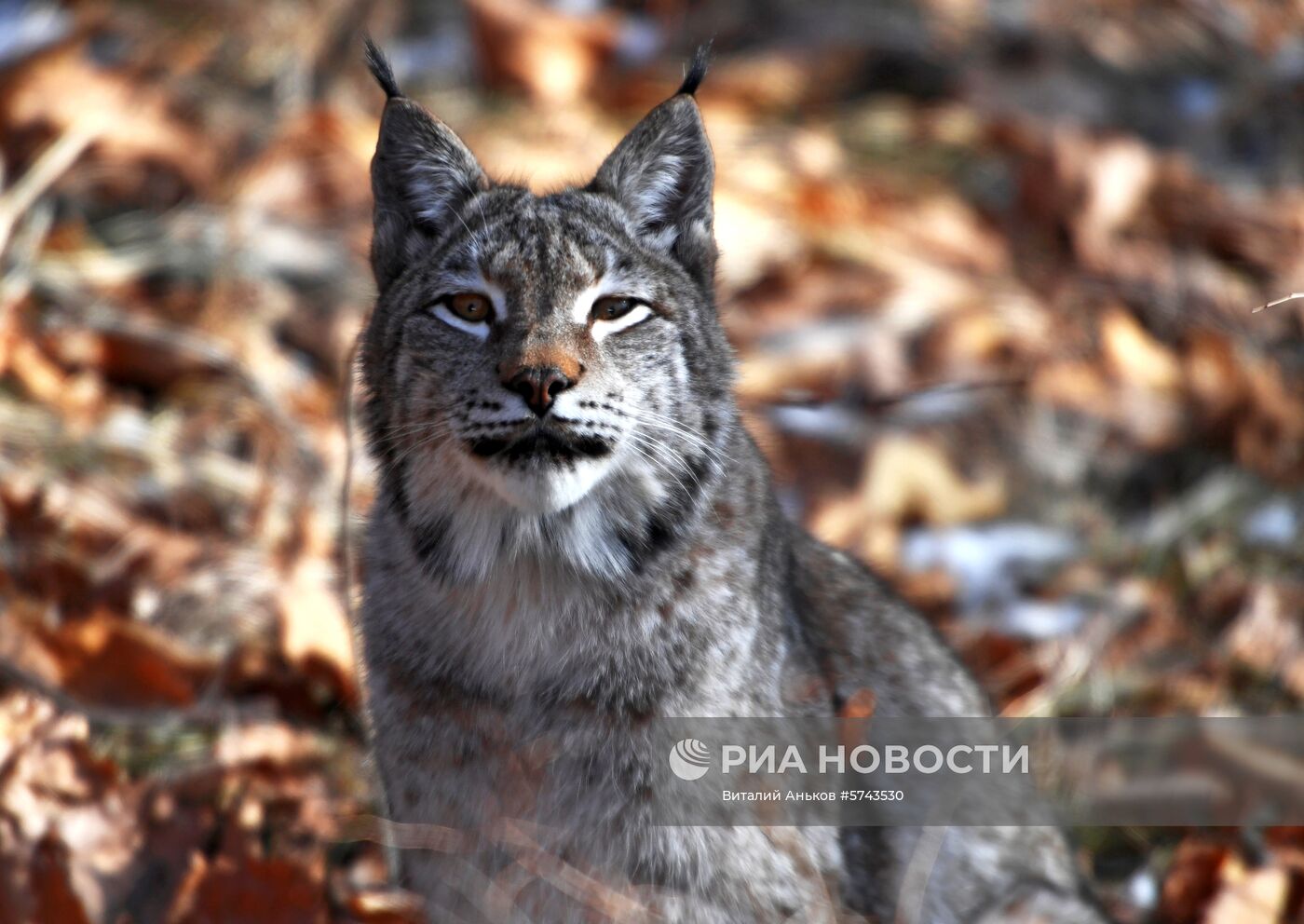 "Парк рысей" открылся в Приморском сафари-парке