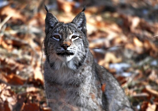 "Парк рысей" открылся в Приморском сафари-парке