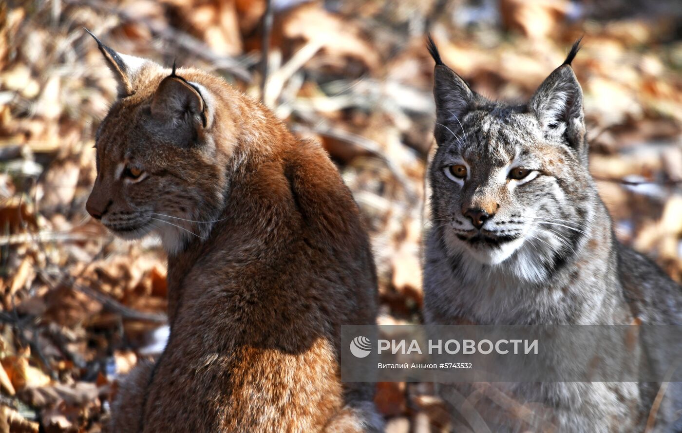 "Парк рысей" открылся в Приморском сафари-парке
