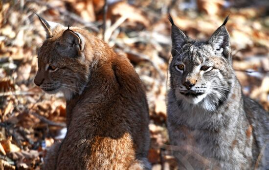 "Парк рысей" открылся в Приморском сафари-парке