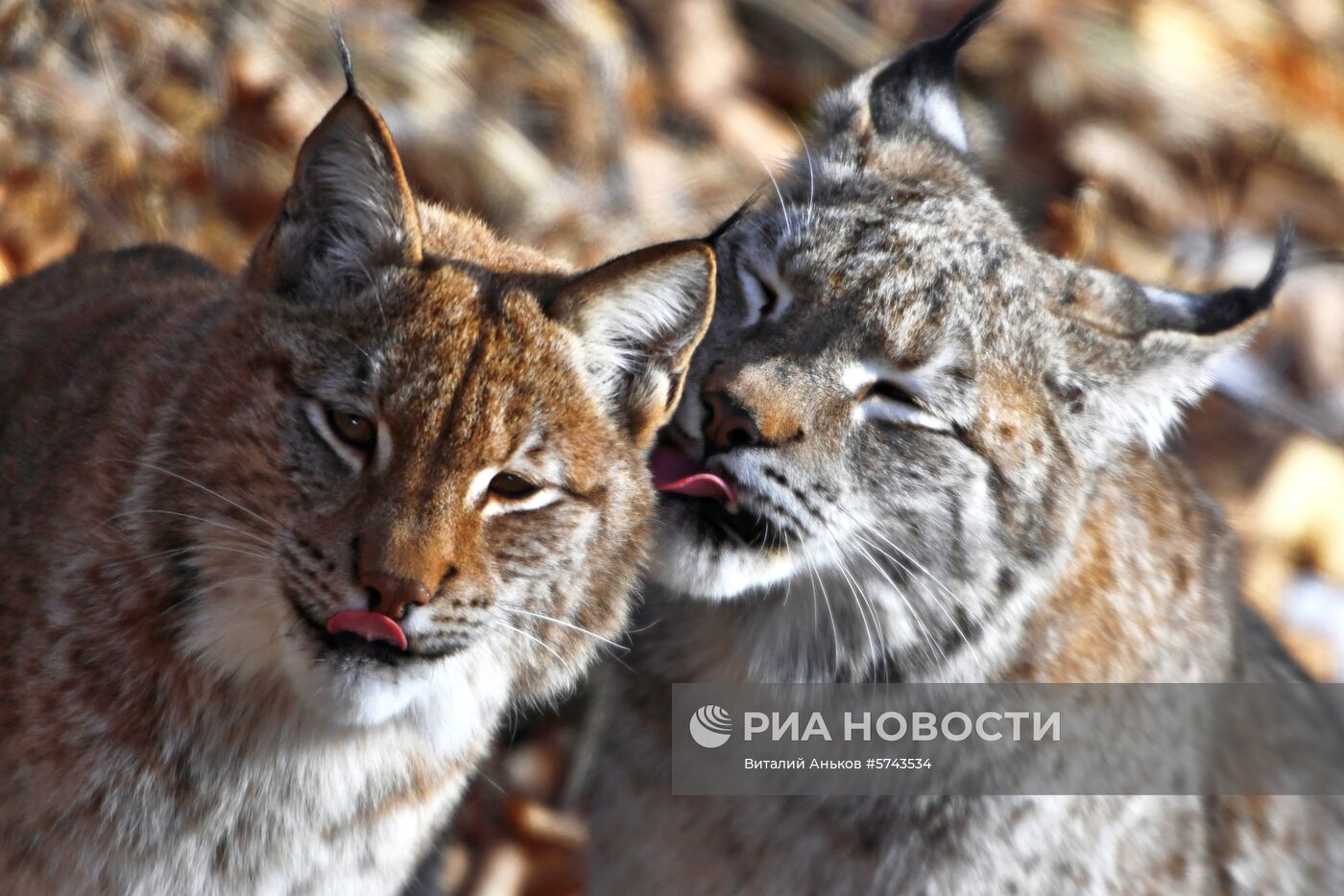 "Парк рысей" открылся в Приморском сафари-парке