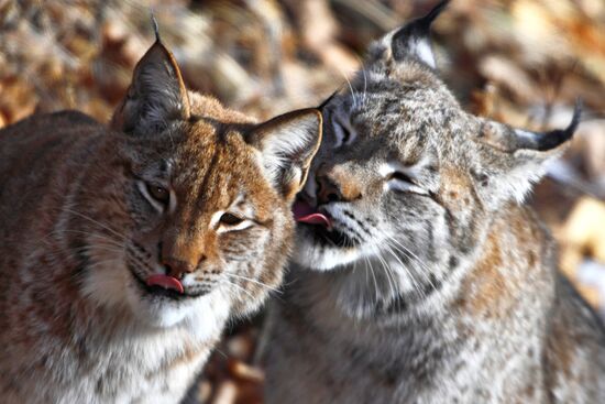 "Парк рысей" открылся в Приморском сафари-парке