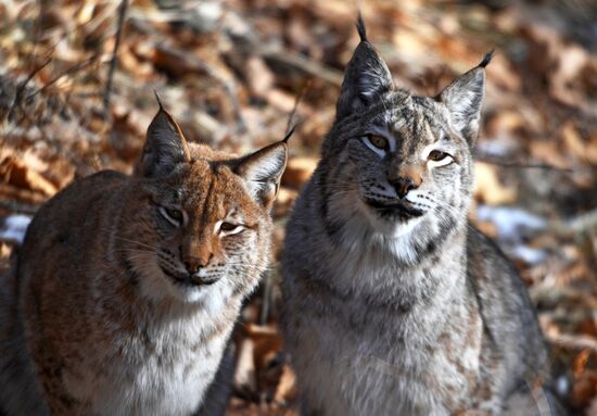 "Парк рысей" открылся в Приморском сафари-парке