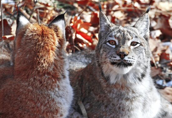 "Парк рысей" открылся в Приморском сафари-парке